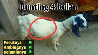 Ciri-ciri kambing dara bunting tua 4 bulan #kambing #breeding