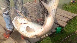 Amazing Big Monster Catla Fish Catching Video  গ্রামের বড় কাতল মাছ শিকার