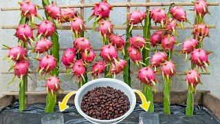 Growing red dragon fruit from branches just one teaspoon is surprisingly abundant