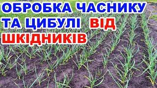 Захист часнику та цибулі від хвороб і шкідників