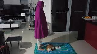 Cat Peekaboos With Muslim Girl During Prayer