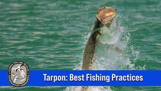Tarpon - Best Fishing Practices