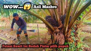 WAW ASLI MASBRO..‼️PETANI SAWIT INI SUDAH PINTAR PILIH PUPUK  PANEN SAWIT BUAH BESAR