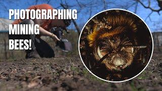 Photographing Mining Bees  Macro Photography Adventures