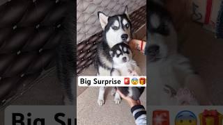 Something Wrong  with husky puppy  #loveya #dog #trendingsongs #husky #loveya #shorts ￼