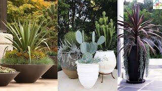 30 Best Architectural Plants to Grow in Containers