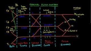 Nugget 7 Draw Brachial Plexus the easy way