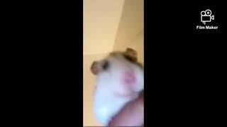 Hamsters in a video call