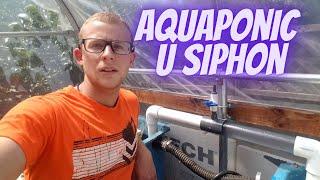 BEST Aquaponic U siphon Bridge siphon connecting two aquaponic grow beds using a u siphon