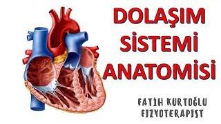 Dolaşım Sistemi  ANATOMİ SİSTEMLER KONU ANLATIMI -15