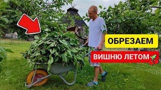 Легкая и понятная схема обрезки вишни летом  Easy and Clear Cherry Pruning Technique