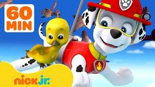 PAW Patrol Babytierrettungen & -abenteuer mit Marshall  1 Stunde Compilation Nick Jr. Deutschland