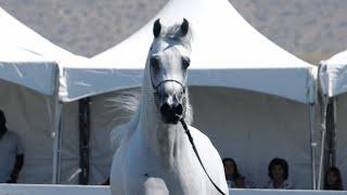 BERLIN MP - S.M.A. Magic One x Baraka MP Grey Stallion