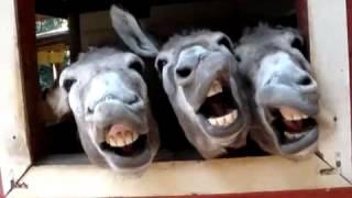 Four Funny Donkeys