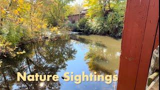 Nature Sightings - with Mike Franzman