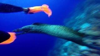 Spotted Moray Eel Attack