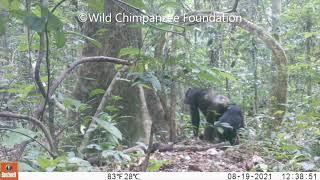 Chimpanzee females and their offspring in Taï National Park in Côte dIvoire