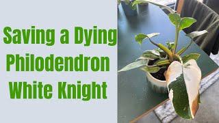 Troubleshooting and Solving Common White Knight Philodendron Problems