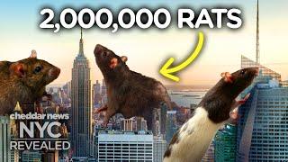 Why New York Has So Many Rats - NYC Revealed