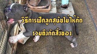 วิธีการฝึกลูกสุนัขไม่ให้กัด รวมถึงกัดสิ่งของ