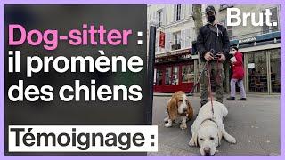 Tibod est dog-sitter  il promène des chiens