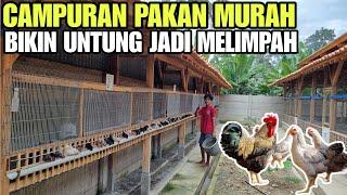 WAJIB TAU CAMPURAN PAKAN MURAH AYAM KAMPUNG