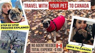 How to Bring Your Pet Dog to Canada  Travel with dog India to Canada   Docs & Process explained