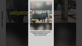 SAPI LOMPAT TEPUK P4NTAT  Belajarlah dari pengalaman #indonesia #sapi