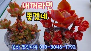 210201#울산힐링다육 010-3046-1792. #양진군생 빅토리아 수연 화리노사 아이스핑키