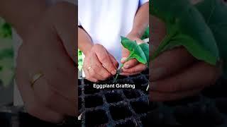 Eggplant Grafting Techniques #satisfying #shot