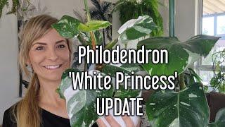 Philodendron White Princess  UPDATE  how its growing