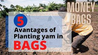 Five Advantages Of Planting Yam In Bags