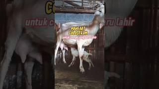 manfaat kolostrum induk baru melahirkan #shorts #goat #animals