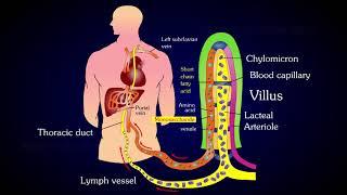 Structure of Villi  Absorption and Assimilation  Villus