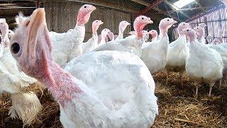 HIGH WELFARE TURKEY FARMING THEY SCARE THE LIFE OUT OF ME 