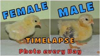 How to tell Rooster from Hen  Male and Female Chicks growing up  Gender Differences in Development