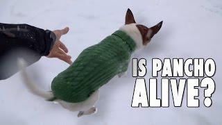 Is Pancho alive? Why chihuahuas dont run in the snow - The making of