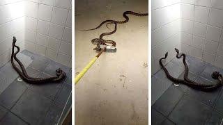 Mum Finds Fighting Pythons In The Shower