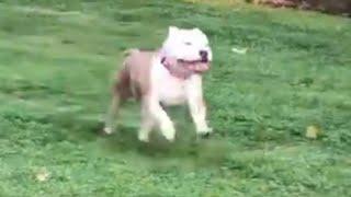 Shy shelter dog is so happy when she finally gets adopted