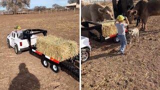 Adorable Kid Feeds Cows From Mini Trailer