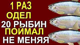 Ловить Весеннюю уклейку лучше всего на Эту Насадку отвечая на ваши вопросы