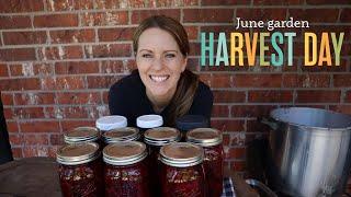 Harvesting beets carrots & celery  Homemade Ranch dip  Pickling beets