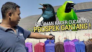 BAKAL VIRAL  KIOS ANDALAN BURUNG GACOR PROSPEK GANTANG DI PASAR BURUNG PRAMUKA