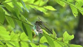 Clubtail dragonfly eats Pearly-eye butterfly 2022