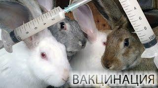 Вакцинация кроликов - как делать прививки кроликам.
