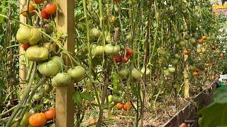 Теплица с томатами после нашествия гусениц . Корзинка с урожаем этого сезона