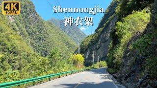 Tur Mengemudi Jalur Shuangshen Menjelajahi Pemandangan Menakjubkan Shennongjia-Hubei Tiongkok-4K