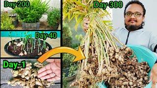 10 रुपए में उगाइये 10 किलो अदरक  Secret To Grow Tons Of Ginger In Container With 10 Months Updates