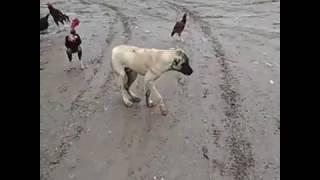 Halay çeken köpek harika