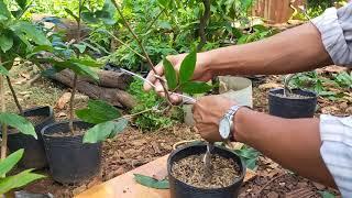 cách uống Mai vàng con thành bonsai đẹp sao này. Thanh hậu Mai vàng bonsai